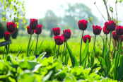 Spring Tulips