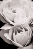 Black & White Roses