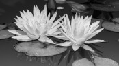 Water Lilly Black and White developement