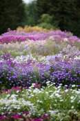 Asters, Waterperry Gardens