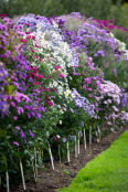 Aster Beds, Waterperry