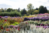 Aster Beds, Waterperry