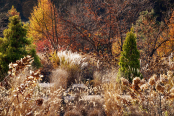 Wild Garden, The Stay Healing Park, South Korea