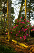 Spring morning at Windy Hall