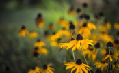 Windy flowerbed