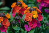 Erysimum Winter Party