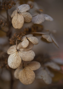 Winter Hydrangea