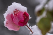 Winter rose