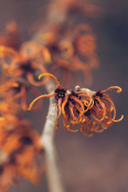 Hamamelis