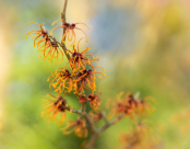 Hamamelis x intermedia ‘Aphrodite’