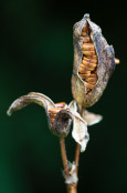 Iris pseudacorus