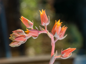 Echeveria Lincoln Frost