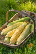 sweetcorn