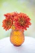 Chrysanthemum 'Pompon Red Bronze'