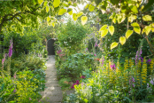 Cottage garden in summer