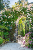 Rosa 'Francis E. Lester' at entrance to Bodnant Garden, North Wales. June