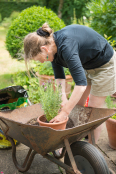 Woman potting up lavender