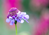 Emerging flowers