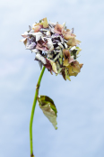 angea macrophylla 'Hortensia'