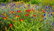 Colour at Cambridge Univeristy Botanical Gardens