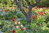 spring in the colony garden