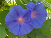 Ipomoea tricol heavenly blue