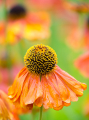 Helenium 