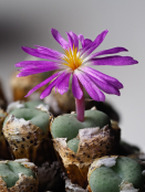 Conophytum sp