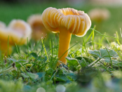 Mushrooms in a weed free lawn at dawn