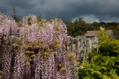 Wisteria in storm light