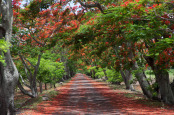 Avenue of flame trees