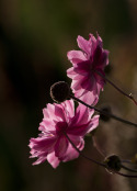 Japanese anemones