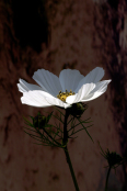 Cosmos Bipinnatus "Purity"