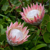 King Protea