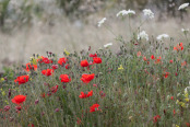 wild flower meadow