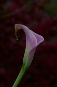 Calla lily