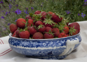 Last strawberries of the summer