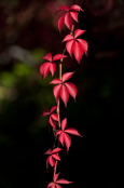 Virginia Creeper