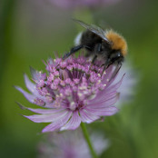 British bumblebee