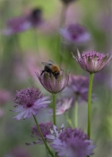 Astrantia