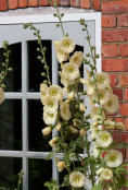 Cottage garden hollyhocks