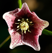 Hellebore 