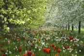 Tulips and blossom