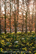 Winter Aconites and Beech Hedging
