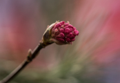 Viburnum bodnantense ''Dawn'' bud