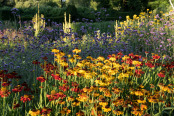 Helenium Cocktail