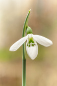 Galanthus plicatus 'Florence Baker'