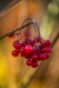 Viburnum opulus 'Compactum'