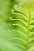 Blechnum gibbum