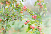 Malus 'Jelly King'